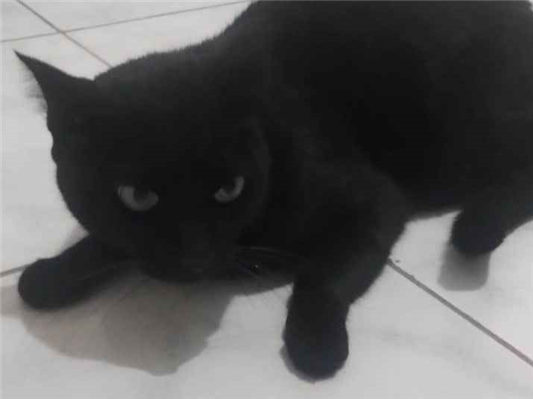 Gato para adoção Macho Médio 6 anos Acima