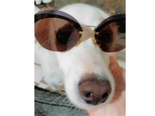 Cachorro cão para adoção Macho Médio  3 anos 