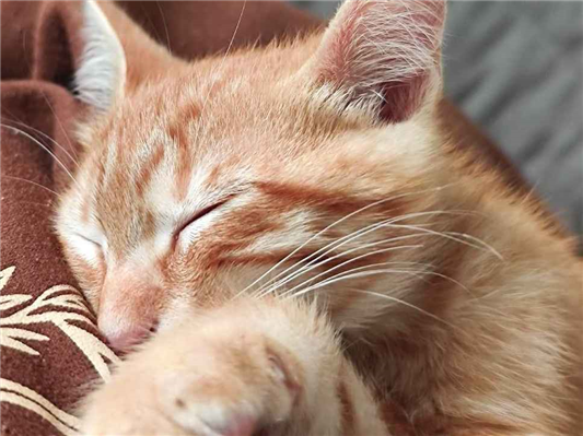 Gato para adoção Macho Pequeno Abaixo de 2 meses