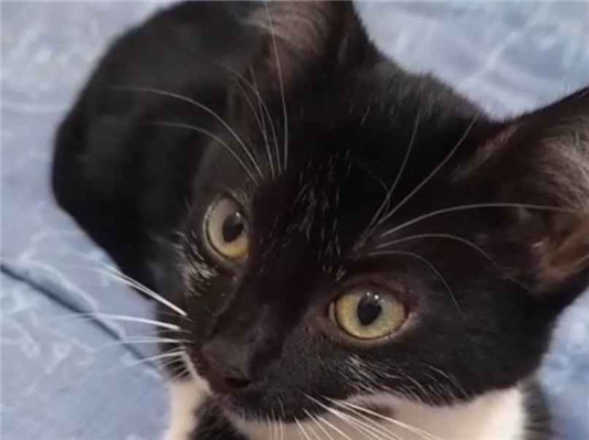 Gato para adoção Fêmea Pequeno 2 a 6 meses