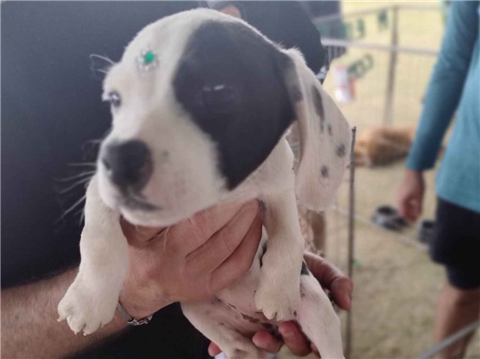 Cachorro cão para adoção Ambos Médio  2 a 6 meses 