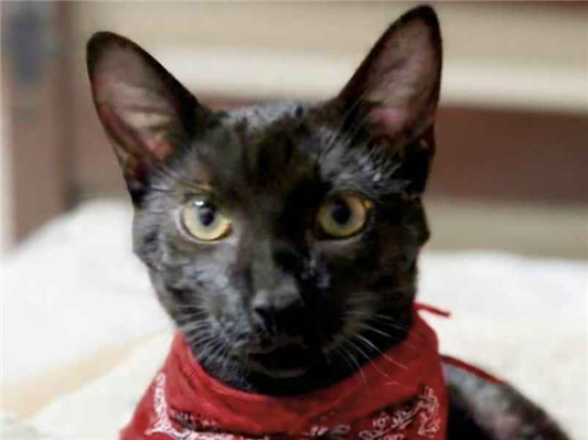 Gato para adoção Macho Pequeno 7 a 11 meses
