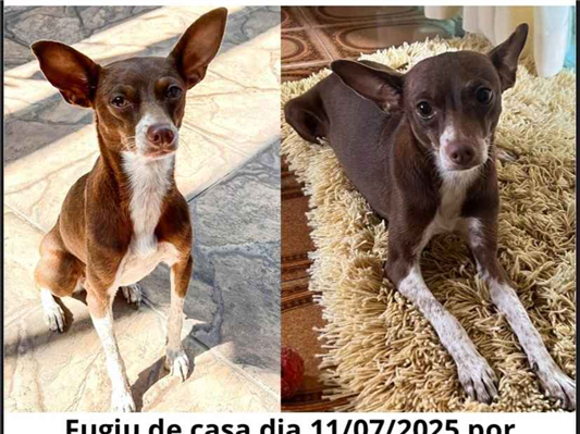 Cao Procura-Perdido Fêmea Pequeno 3 anos 