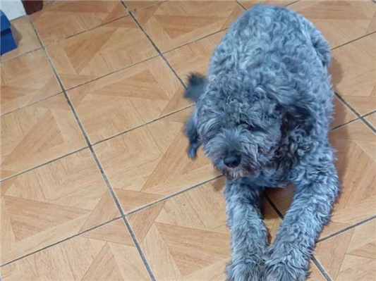 Cachorro cão para adoção Macho Médio  1 ano 