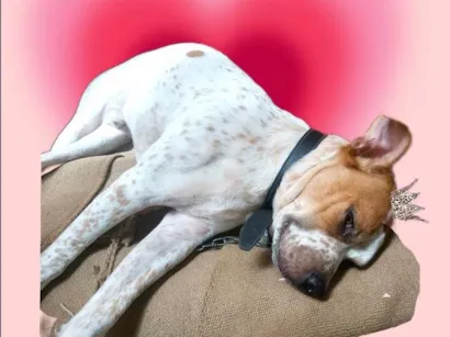 Cao SRD-ViraLata Pequeno 7-a-11-meses