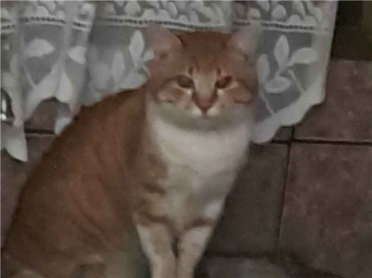 Gato para adoção Macho Grande 6 anos Acima