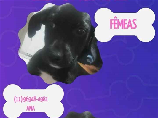 Cachorro cão para adoção Fêmea Médio  2 a 6 meses 