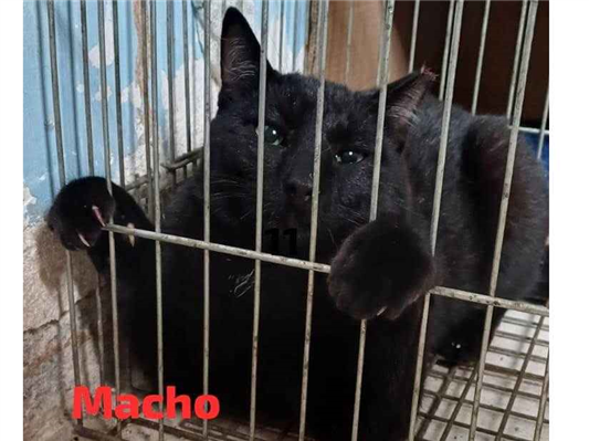 Gato para adoção Macho Pequeno 2 a 6 meses