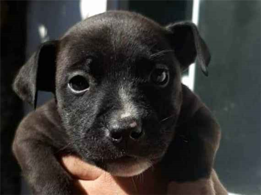 Cachorro cão para adoção Ambos Pequeno Abaixo de 2 meses 