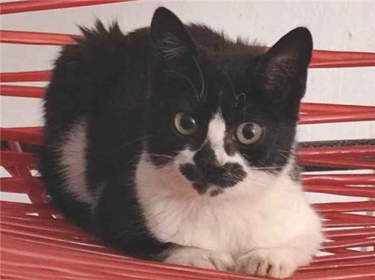 Gato para adoção Fêmea Pequeno 2 a 6 meses