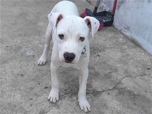 Cachorro cão para adoção Macho Médio  2 a 6 meses 
