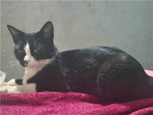 Gato Procura-Perdido Fêmea Médio 1 ano 