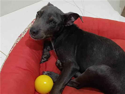 Cachorro cão para adoção Macho Médio  2 a 6 meses 