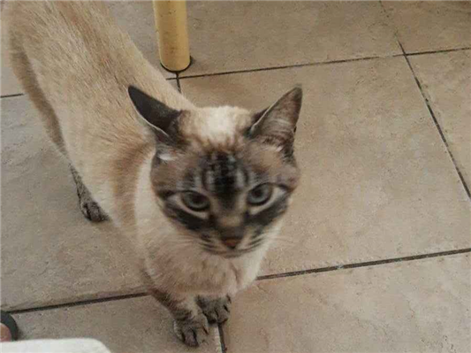 Gato Procura-Perdido Fêmea Pequeno 6 anos Acima 