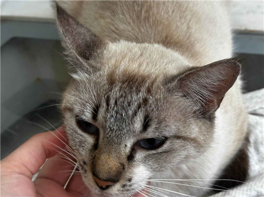Gato para adoção Fêmea Pequeno 2 anos
