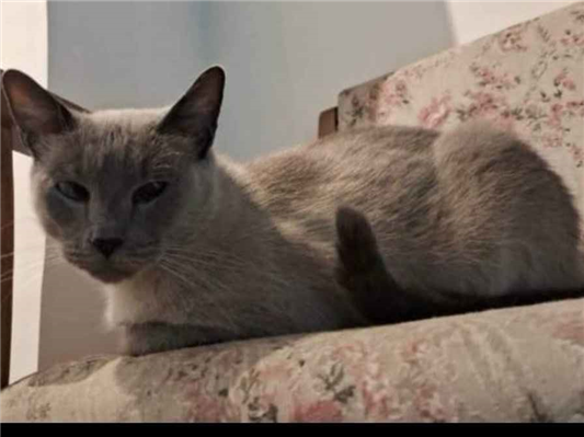 Gato Procura-Perdido Macho Médio 6 anos Acima 