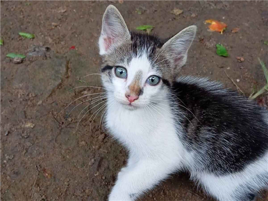 Gato para adoção Macho Pequeno 2 a 6 meses