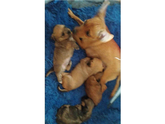 Cachorro cão para adoção Macho Pequeno 1 ano 
