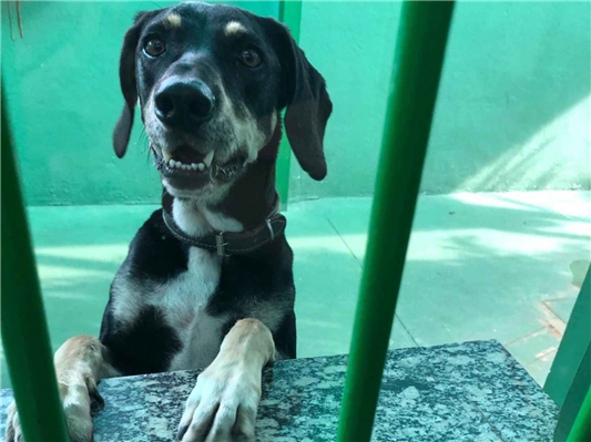 Cachorro cão para adoção Macho Grande 4 anos 