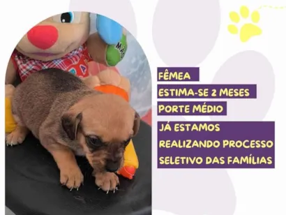 Cao SRD-ViraLata Medio Abaixo-de-2-meses