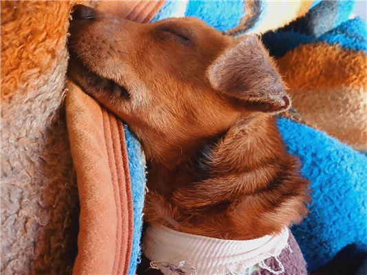 Cao - Fêmea Pequeno2 a 6 meses