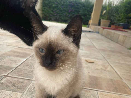 Gato para adoção Macho Pequeno 2 a 6 meses