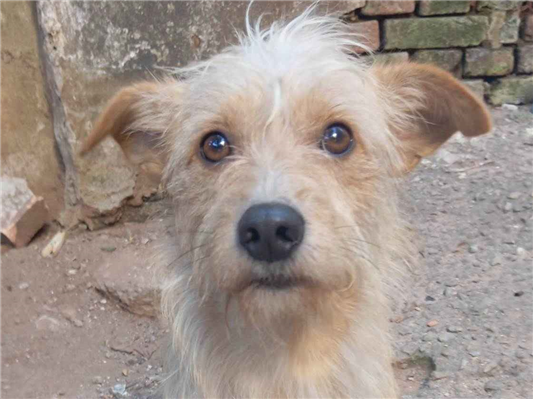 Cachorro cão para adoção Macho Pequeno 1 ano 