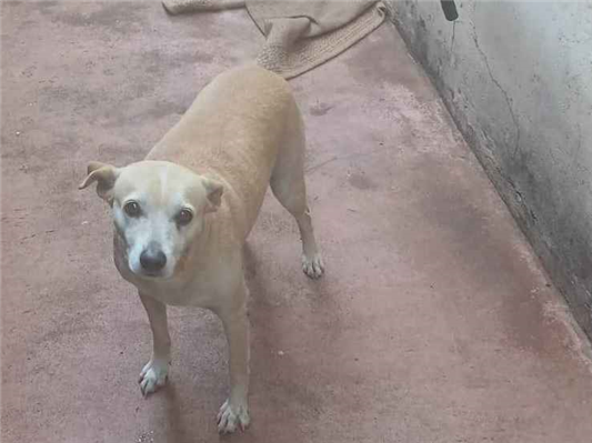 Cachorro cão para adoção Fêmea Médio  4 anos 