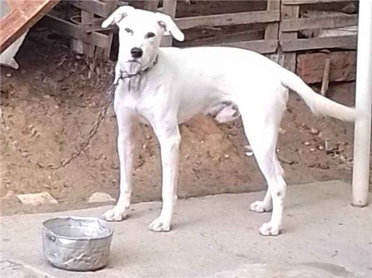 Cachorro cão para adoção Macho Grande 1 ano 