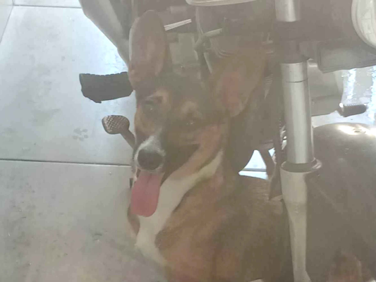 Cachorro cão para adoção Fêmea Pequeno 1 ano 