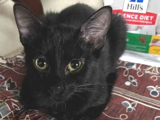 Gato para adoção Fêmea Pequeno 2 a 6 meses