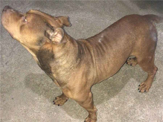Cachorro cão para adoção Macho Médio  3 anos 