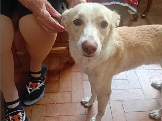 Cachorro cão para adoção Fêmea Pequeno 7 a 11 meses 