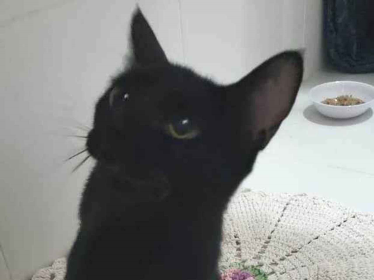 Gato para adoção Fêmea Pequeno 1 ano