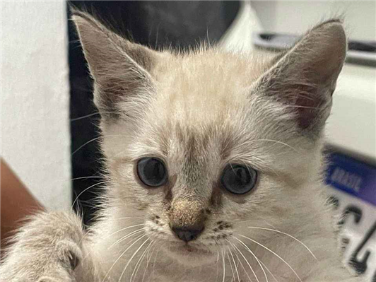 Gato para adoção Fêmea Pequeno 2 a 6 meses