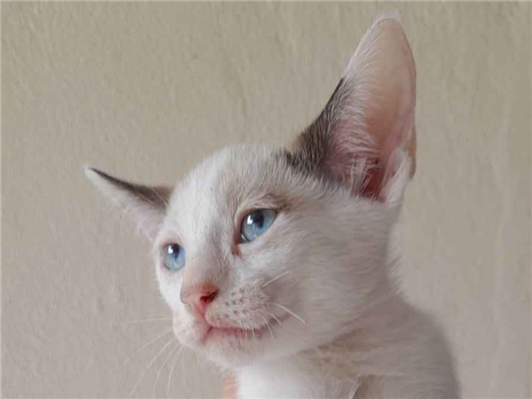 Cachorro cão para adoção Macho Pequeno 2 a 6 meses 