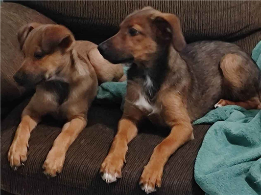 Cachorro cão para adoção Macho Médio  2 a 6 meses 