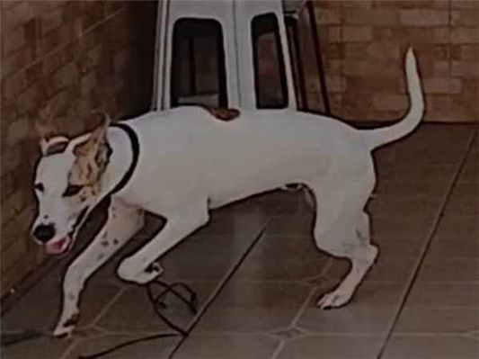 Cachorro cão para adoção Macho Médio  1 ano 