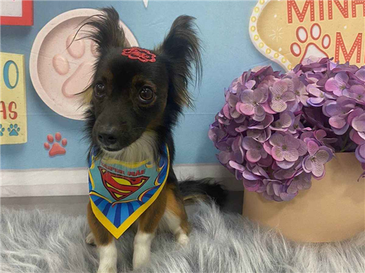Cachorro cão para adoção Macho Pequeno 5 anos 