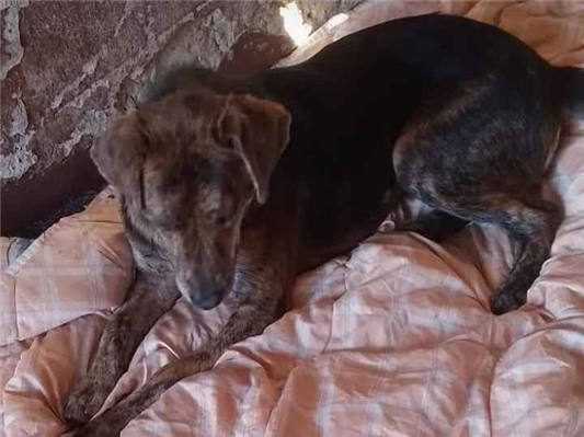 Cachorro cão para adoção Macho Médio  2 anos 