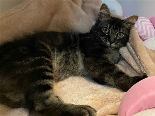 Gato para adoção Macho Pequeno 2 a 6 meses