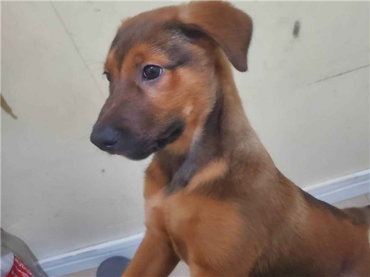 Cachorro cão para adoção Macho Médio  2 a 6 meses 