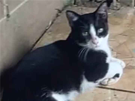 Gato Procura-Perdido Macho Grande 2 anos 