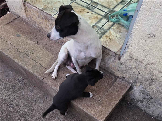 Cachorro cão para adoção Fêmea Pequeno 3 anos 