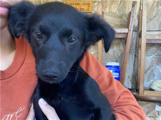 Cachorro cão para adoção Fêmea Pequeno 2 a 6 meses 