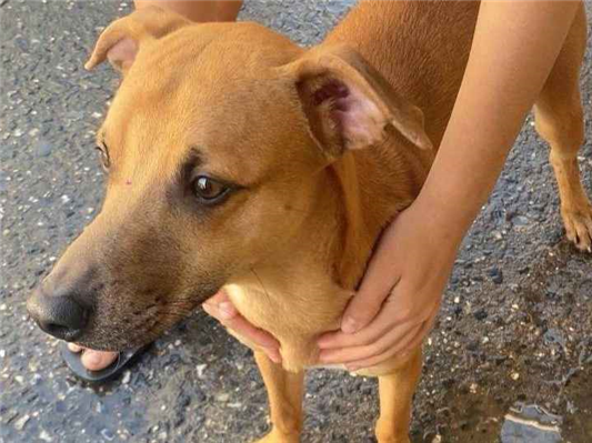 Cachorro cão para adoção Macho Médio  2 anos 
