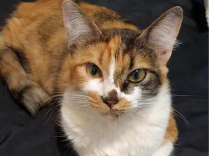 Gato SRD-ViraLata Medio 1-ano