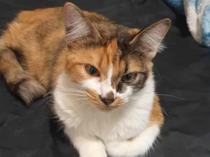 Gato SRD-ViraLata Medio 1-ano