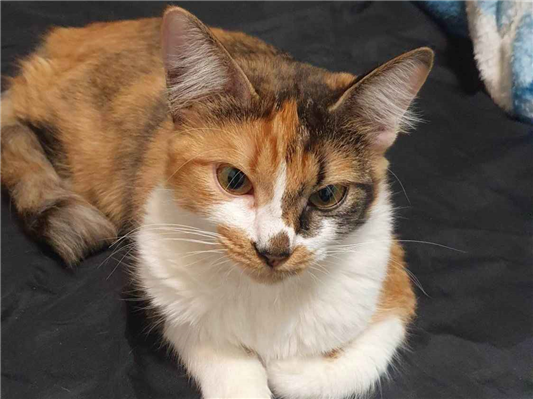 Gato Procura-Perdido Fêmea Médio 1 ano 