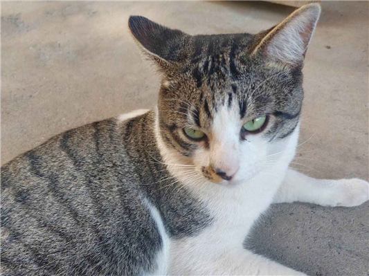 Gato para adoção Macho Médio 1 ano